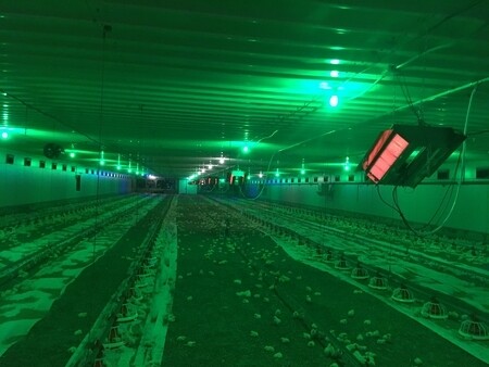 Отопление фермы инфракрасными брудерами SBM