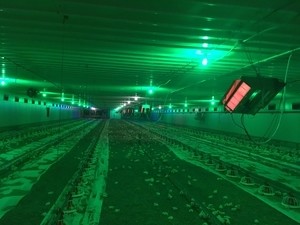 Опалення ферми інфрачервоними брудера SBM &mdash; ПавлоградТепло