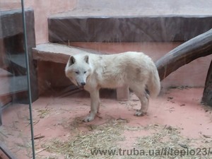 Теплый пол в вольере белого волка &mdash; Алексенко А.А.
